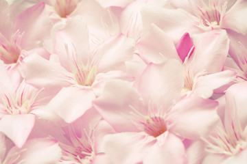 Fototapeta na wymiar Pink oleader flower as background, vintage toned.