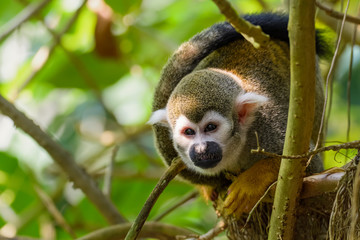 Squirrel monkey sitting in a tree