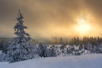 Wintertime - Black Forest. Winter landscape with firs covered by snow and sun appearing in the background.