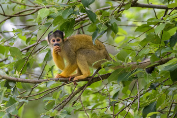 Naklejka na ściany i meble Squirrel monkey sitting in a tree