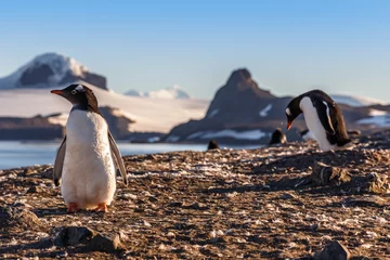 Crédence de cuisine en verre imprimé Pingouin Gentoo penguins chicks enjoing the sun at the Barrientos Island, Antarctic