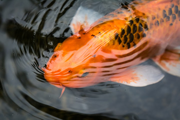 Koi carp swimming in a pond