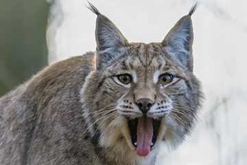 Fotobehang Lynx Euraziatische lynx geeuwt terwijl hij naar de camera kijkt