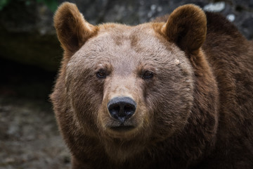 Fototapeta na wymiar Portrait of a European brown bear