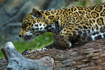 Jaguar walking down a tree