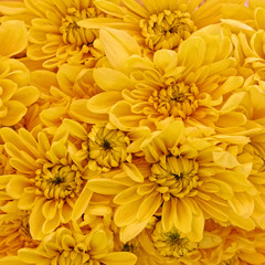 yellow chrysanthemum flowers, natural background