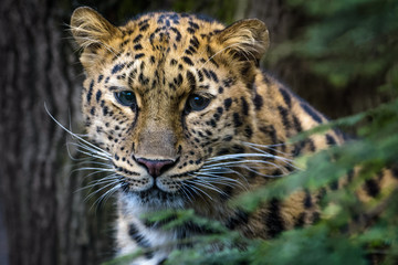 Close up of an Armur leopard - obrazy, fototapety, plakaty