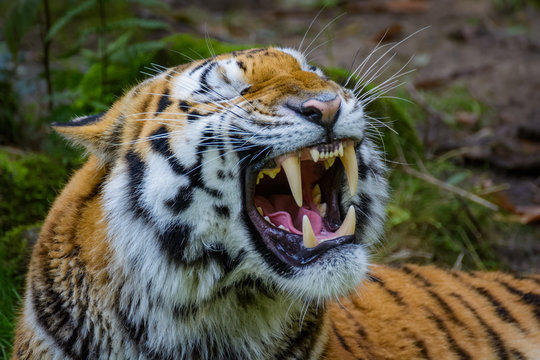 Siberian tiger yawning