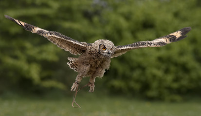 Bird of prey flying