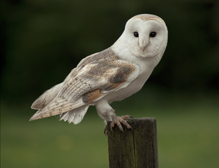 Owl on post