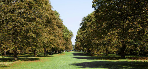 Landscape photo of an avenue of trees on a sunny day