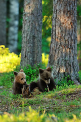 Bear cubs in a forest at summer