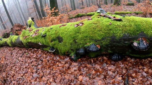 Verrottender Baumstamm im Naturpark Spessart, Zersetzung, Verg&auml;nglichkeit, Urwald, Laubwald, 4K