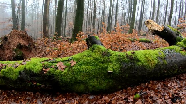 Verrottender Baumstamm im Naturpark Spessart, Zersetzung, Verg&auml;nglichkeit, Urwald, Laubwald, 4K