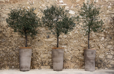 Olive trees in pots against a stone wall Crete