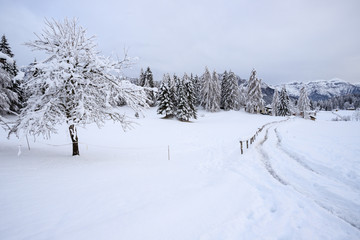 paesaggio invernale in Val Canali, nel parco naturale di Paneveggio - Trentino