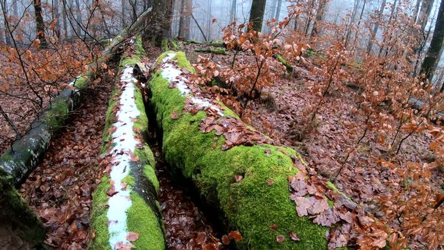 Verrottender Baumstamm im Naturpark Spessart, Zersetzung, Verg&auml;nglichkeit, Urwald, Laubwald, 4K