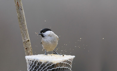 Marsh tit on the feeder. Food flying in different directions...