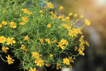 Obraz na płótnie Canvas Yellow Dahlberg Daisy (Gold Carpet or Gloden Fleece) flowers with warm light flare.