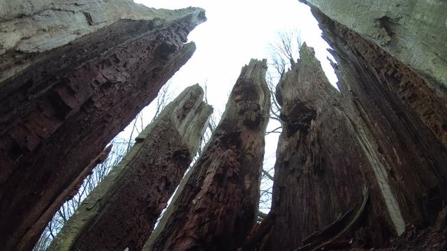 Verrottender Eichenstamm im Naturpark Spessart, Spessarteiche,  Zersetzung, Verg&auml;nglichkeit, Urwald, Laubwald, 4K
