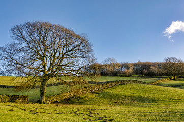 A lone winter tree by a dry stone wall