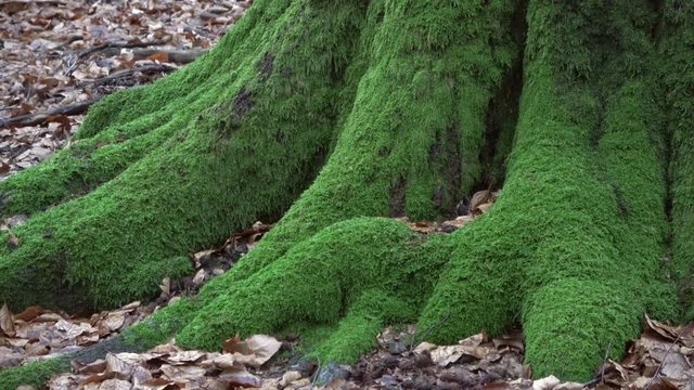 Verrottender Baumstamm im Naturpark Spessart, Zersetzung, Verg&auml;nglichkeit, Urwald, Laubwald, 4K