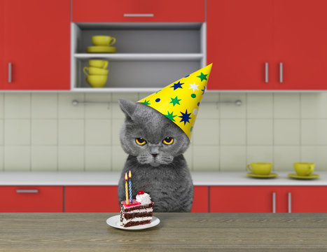 Funny cat waiting to eat chocolate cake
