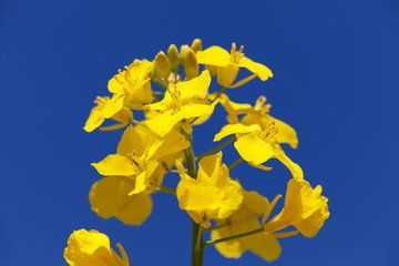 detail of flowering rapeseed field, canola or colza