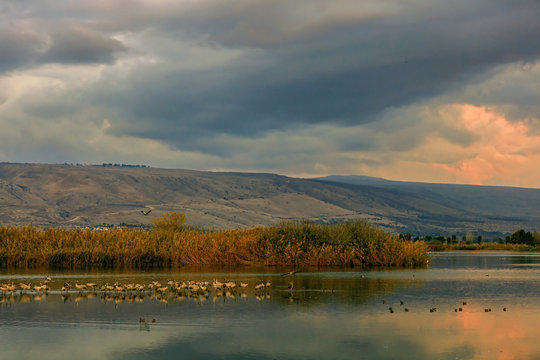 Migratory birds on Lake Hula in Israel