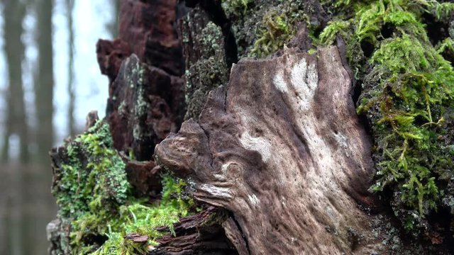 Verrottender Eichenstamm im Naturpark Spessart, Spessarteiche,  Zersetzung, Verg&auml;nglichkeit, Urwald, Laubwald, 4K
