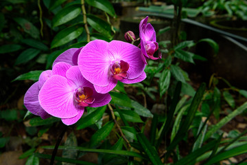 Beautiful Nature Vanda Orchid