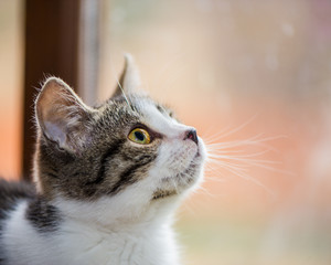 Obraz premium Kitten Siits At The Open Wiindow, Closeup.