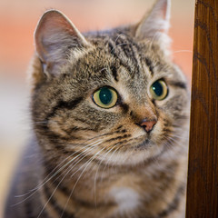 Kitten Siits At The Open Wiindow, Closeup.