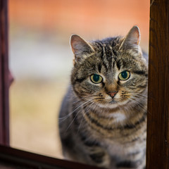 Kitten Siits At The Open Wiindow, Closeup.