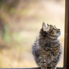 Kitten Siits At The Open Wiindow, Closeup.
