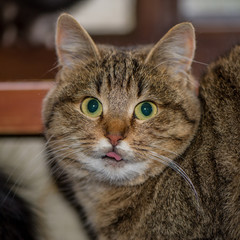 Kitten Siits At The Open Wiindow, Closeup.