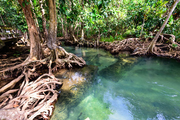 Fototapeta premium Tha Pom Khlong Song Nam, emerald-green waters, Krabi, Thailand