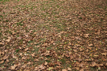 Fallen dry yellow leaves on field, autumn time