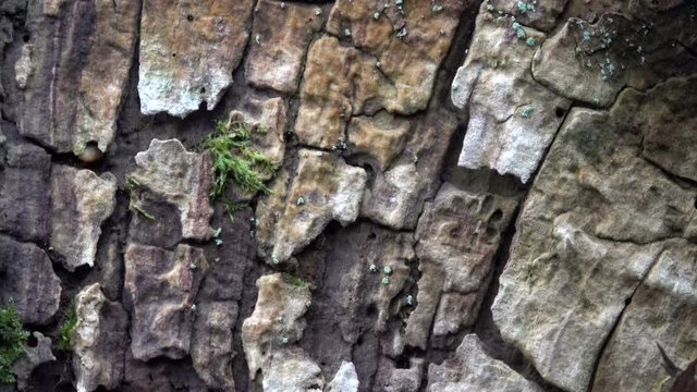 Verrottender Eichenstamm im Naturpark Spessart, Spessarteiche,  Zersetzung, Verg&auml;nglichkeit, Urwald, Laubwald, 4K