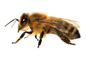 detail of bee or honeybee in Latin Apis Mellifera