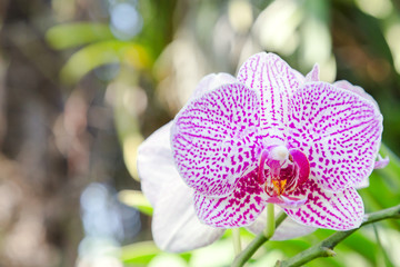 Orchid flower in orchid garden at winter or spring day for postcard beauty and agriculture idea...