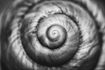 sea shell spiral
