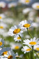 Fototapeta premium chamomile flower nature background spring season