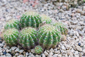Succulents or cactus in desert botanical garden and stone pebbles background for decoration and agriculture idea concept design.