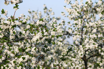orchard apple tree branch with flowers