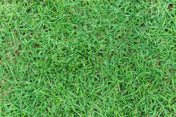 Green grass texture or green grass background for golf course. soccer field or sports background concept design. Natural green grass.