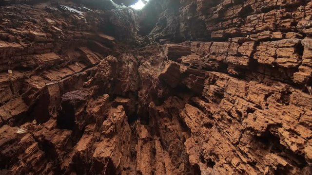 Verrottender Eichenstamm im Naturpark Spessart, Spessarteiche,  Zersetzung, Verg&auml;nglichkeit, Urwald, Laubwald, 4K