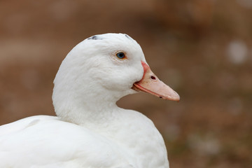 Beautiful white duck