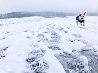 puppy running down a snowy winter path