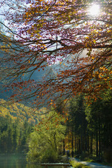 Herbstwald Landschaft Alpen Bluntautal Spätsommer